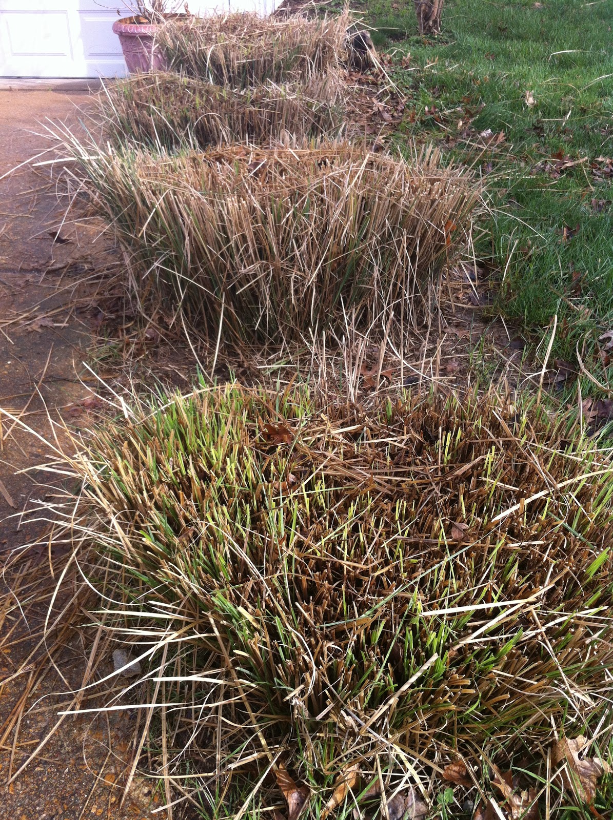 A St. Louis Realtor's Adventures, Tips, and Finds Spring Tip pruning