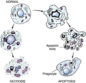 Apoptosis Is Mediated by an Intracellular Proteolytic Cascade