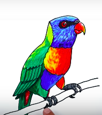 Rainbow Lorikeet