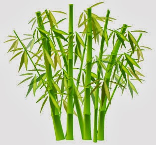 Chinese Bamboo Chinese Bamboo