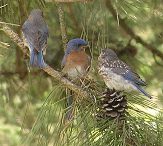 The Cabin Countess : Eastern Bluebirds Can Stay All Winter in Wisconsin