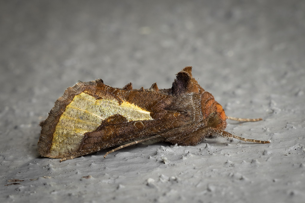 A pest, perhaps, but who could not appreciate this?
