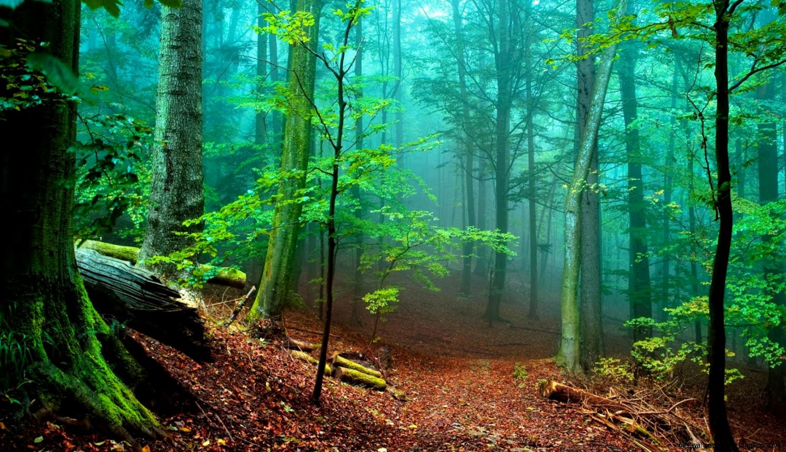 Nature Forest Desktop Wallpaper Nature Forest Desktop Wallpaper