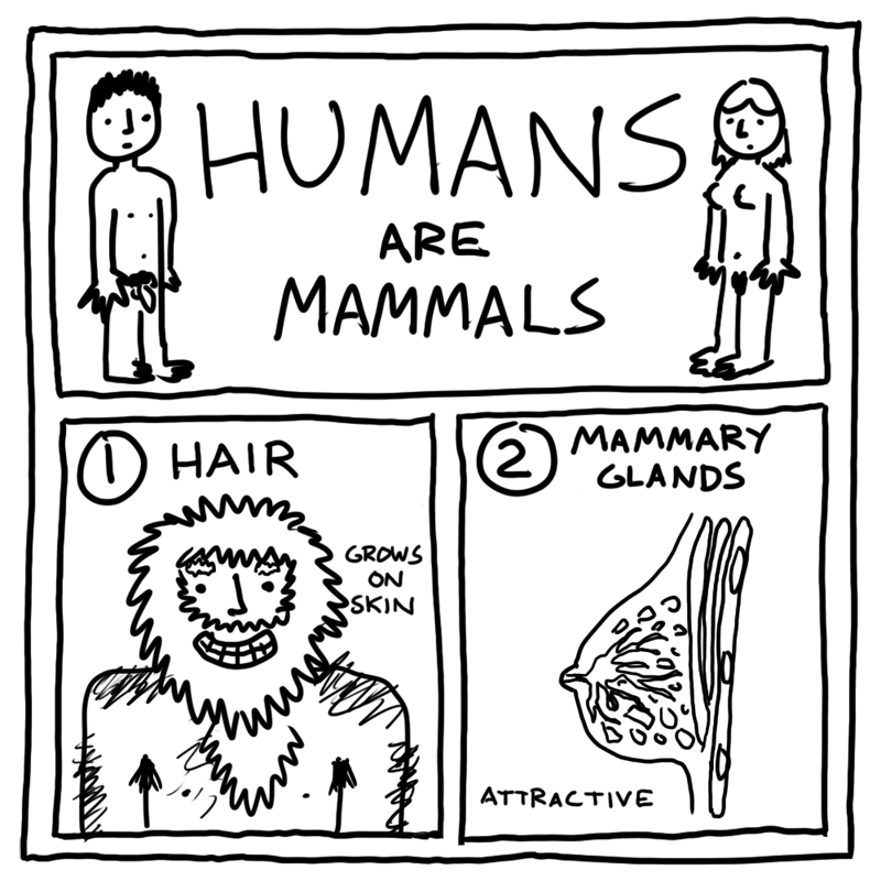 Are humans mammals?