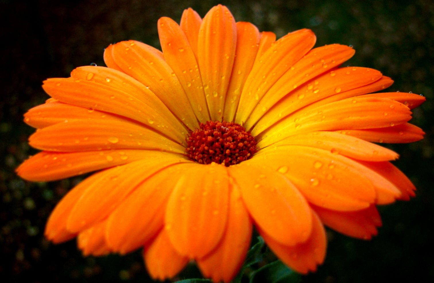 Orange Flowers wallpaper 1680x1050 51736 Orange Flowers wallpaper 1680x1050 51736