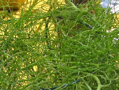 Asplenium