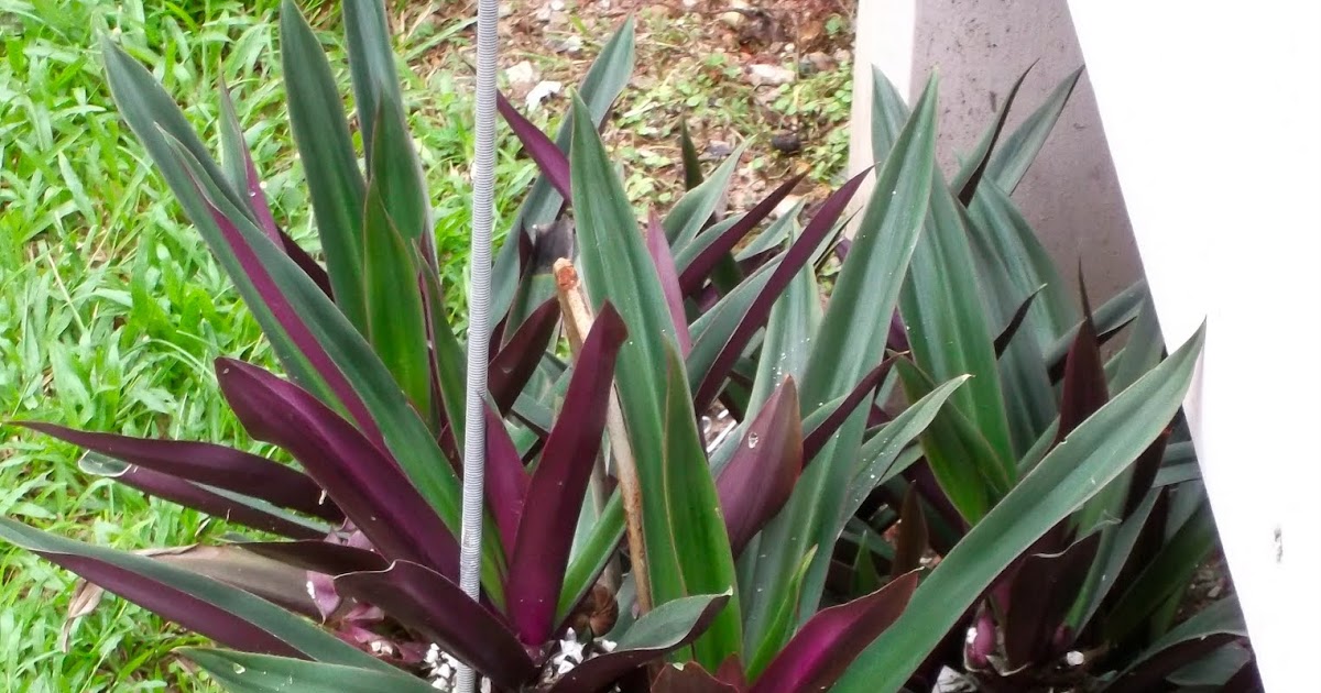 Gastronaut Where the Oyster Plant Once Grew