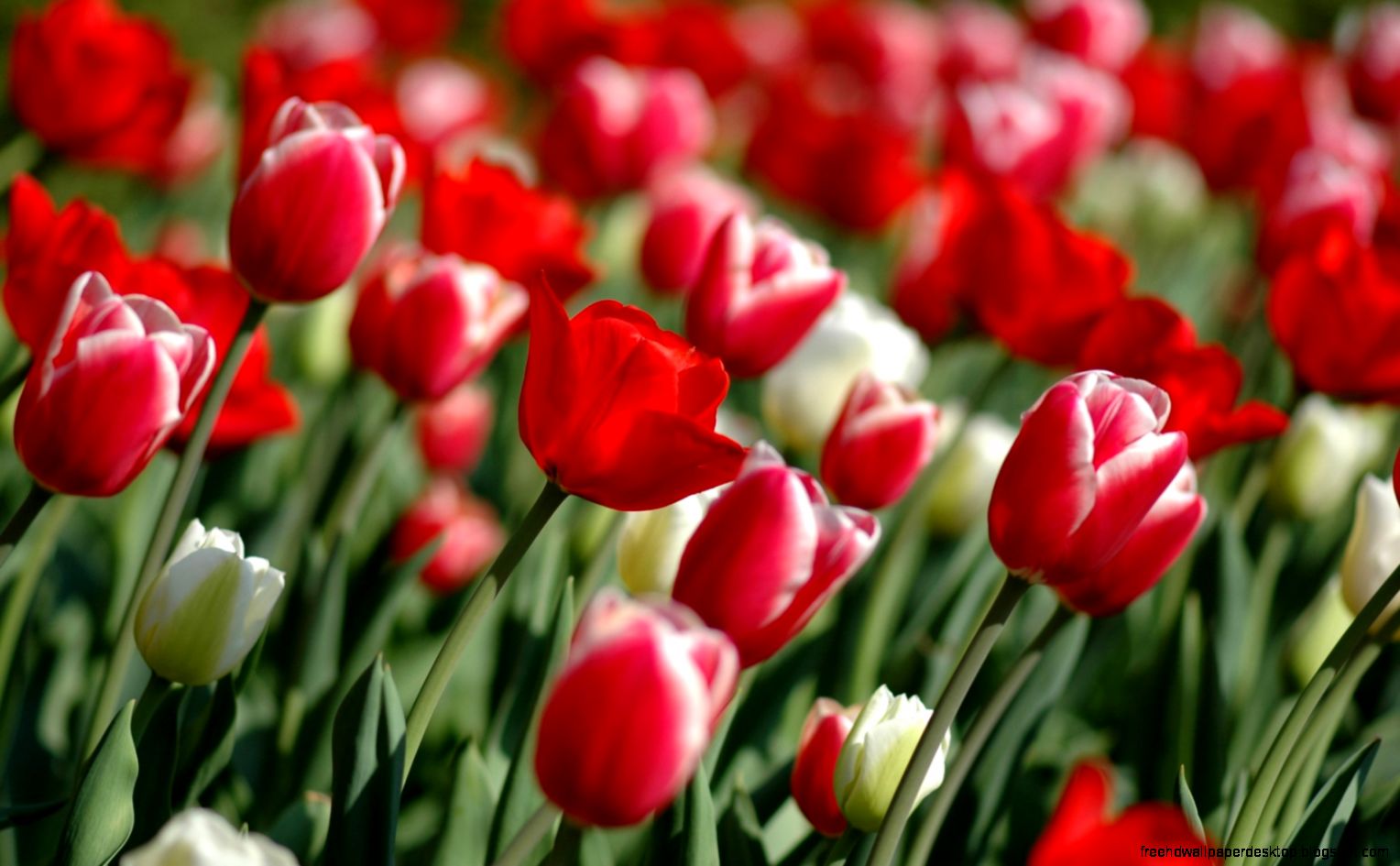 Tulips Spring HD Wallpaper Free HD Wallpaper Download Tulips Tulips Spring HD Wallpaper Free HD Wallpaper Download Tulips