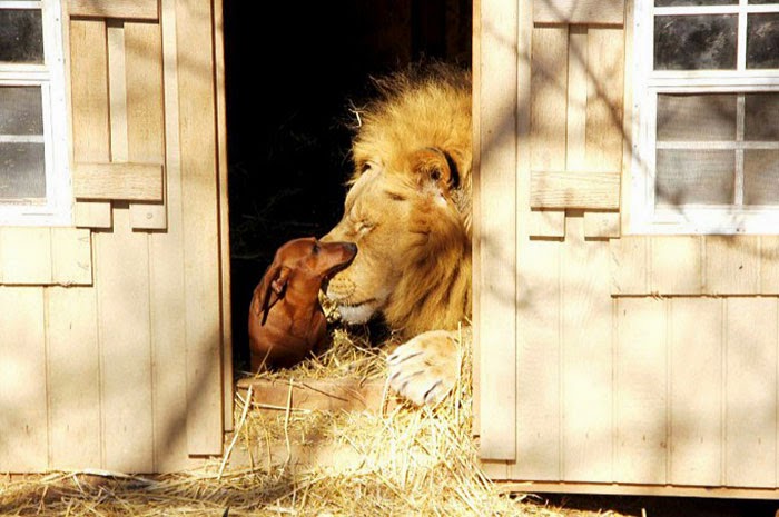 #10 Milo The Dog And Bonedigger The Lion - Unusual Animal Friendships That Are Absolutely Adorable! #10 Milo The Dog And Bonedigger The Lion - Unusual Animal Friendships That Are Absolutely Adorable!