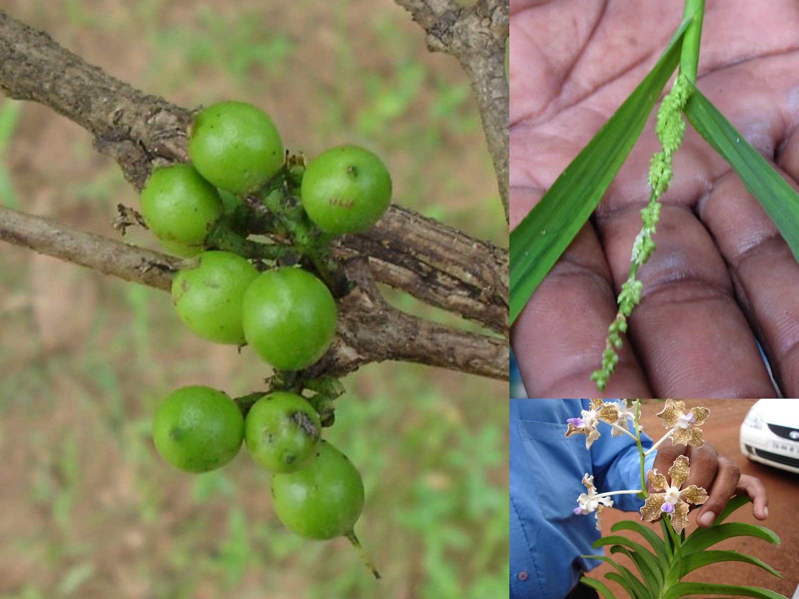 Medicinal Plants of India used in treatment of Neurological Disorders
