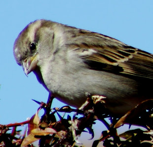 Little Bird with Deformed Beak