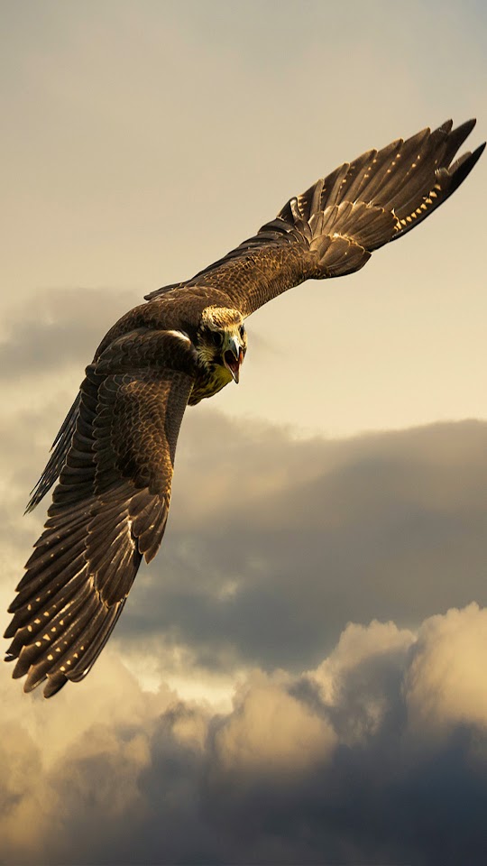 Flying Eagle Cloudy Sky Android Wallpaper