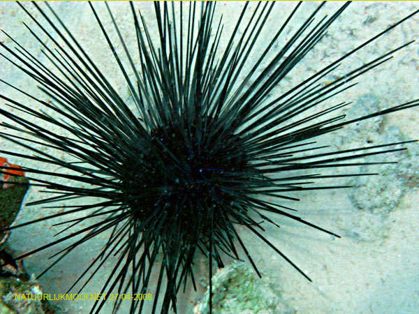Blog Pembelajaran Biologi Echinoidea Landak Laut Bulu Babi