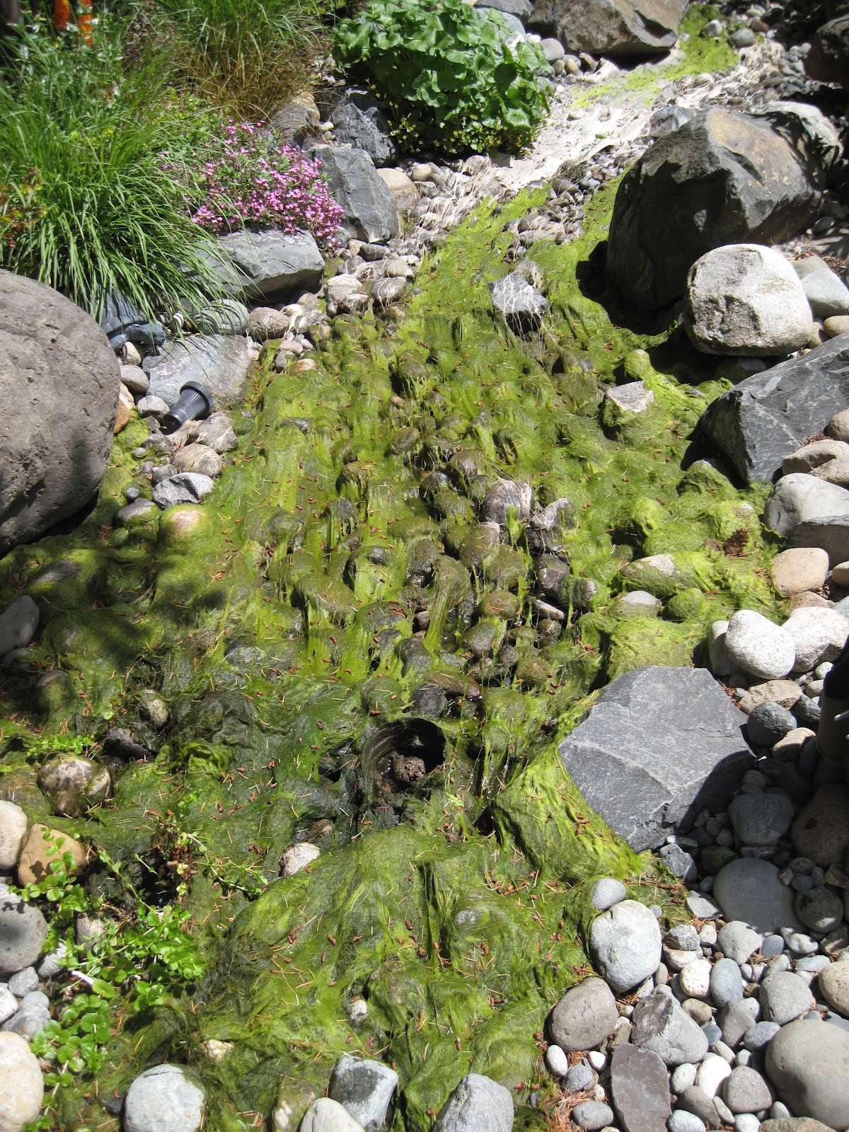 Bonney Lassie How I Got Rid of the String Algae in My Stream