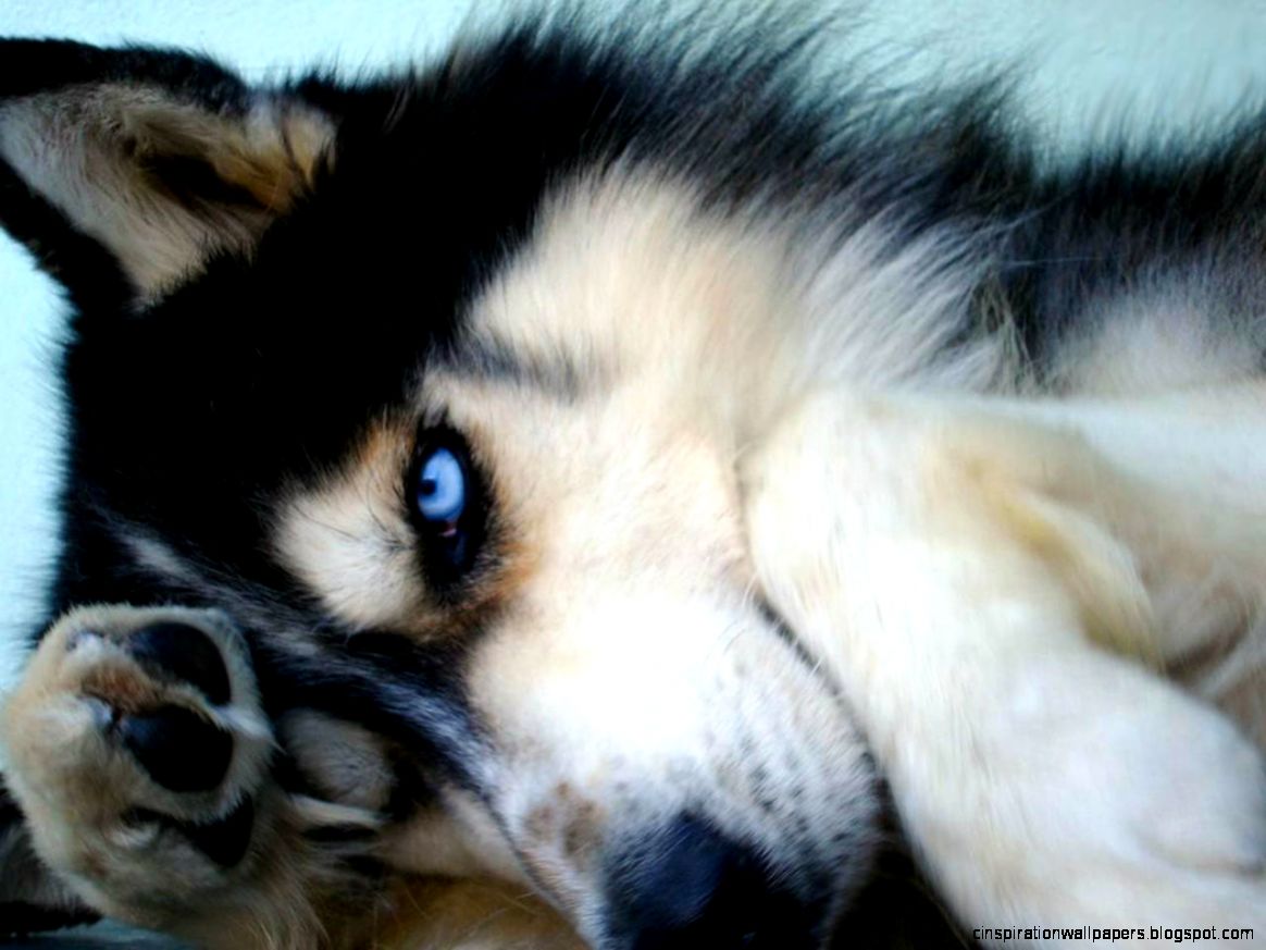 Husky Wolf with Blue Eyes Husky Wolf with Blue Eyes
