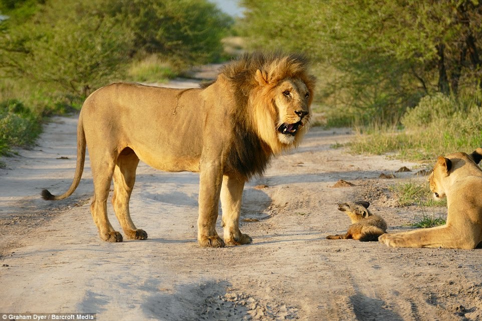 Large Lion Looking Dog Large Lion Looking Dog
