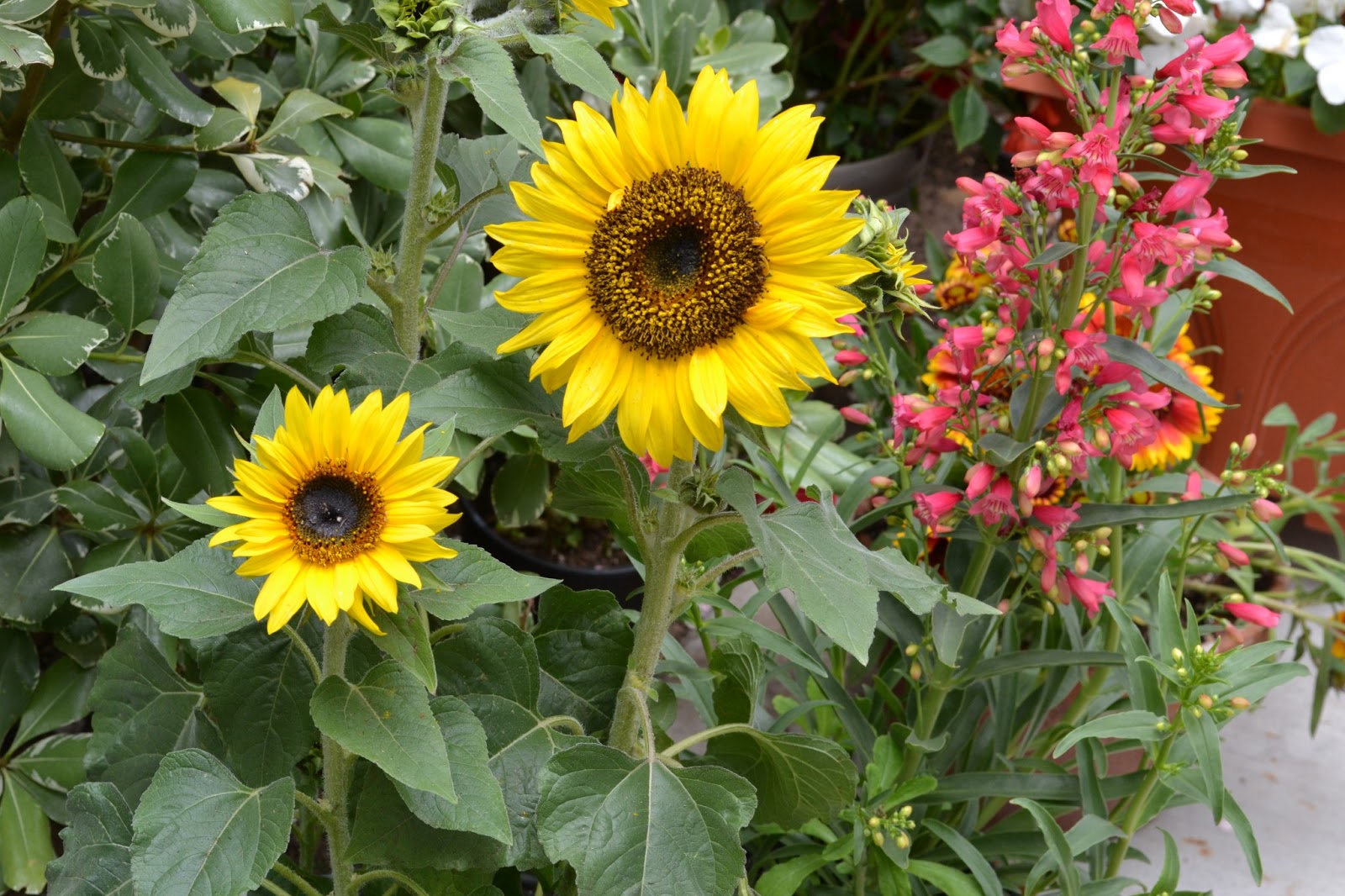My Painted Garden Sunflowers Here. There. . .Everywhere
