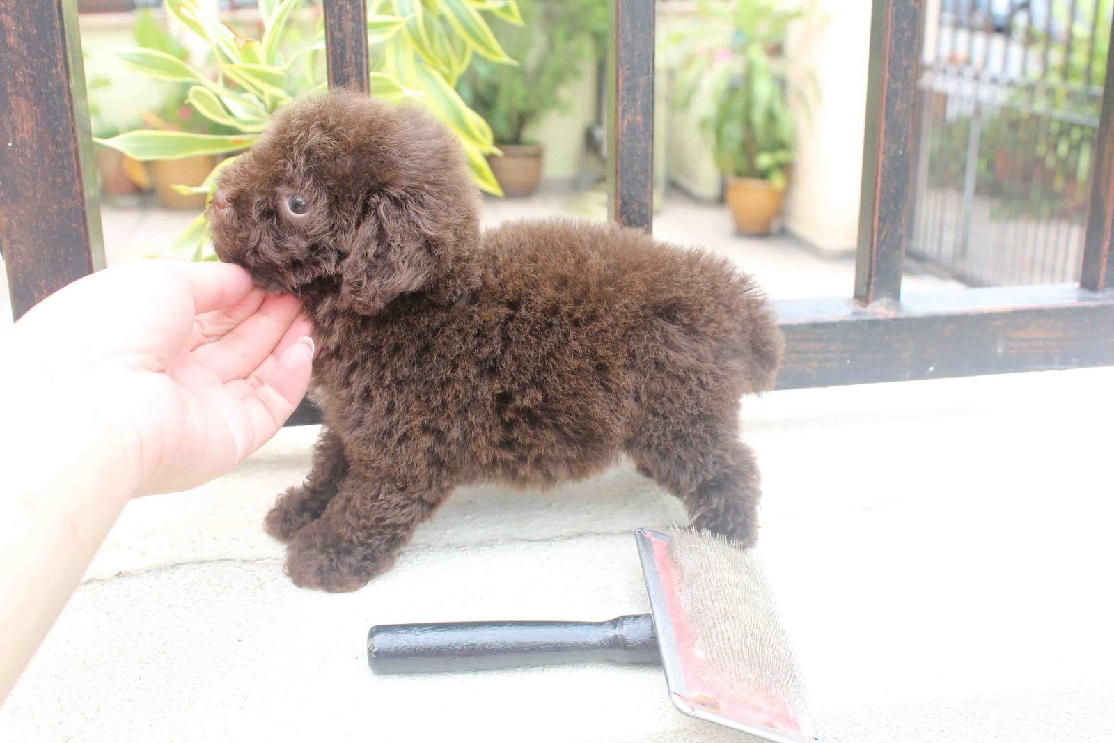 LovelyPuppy: 20130916 Chocolate Color Toy Poodle Puppy