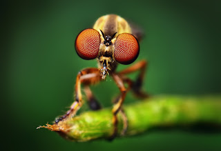 bug desktop wallpaper for PC 2013