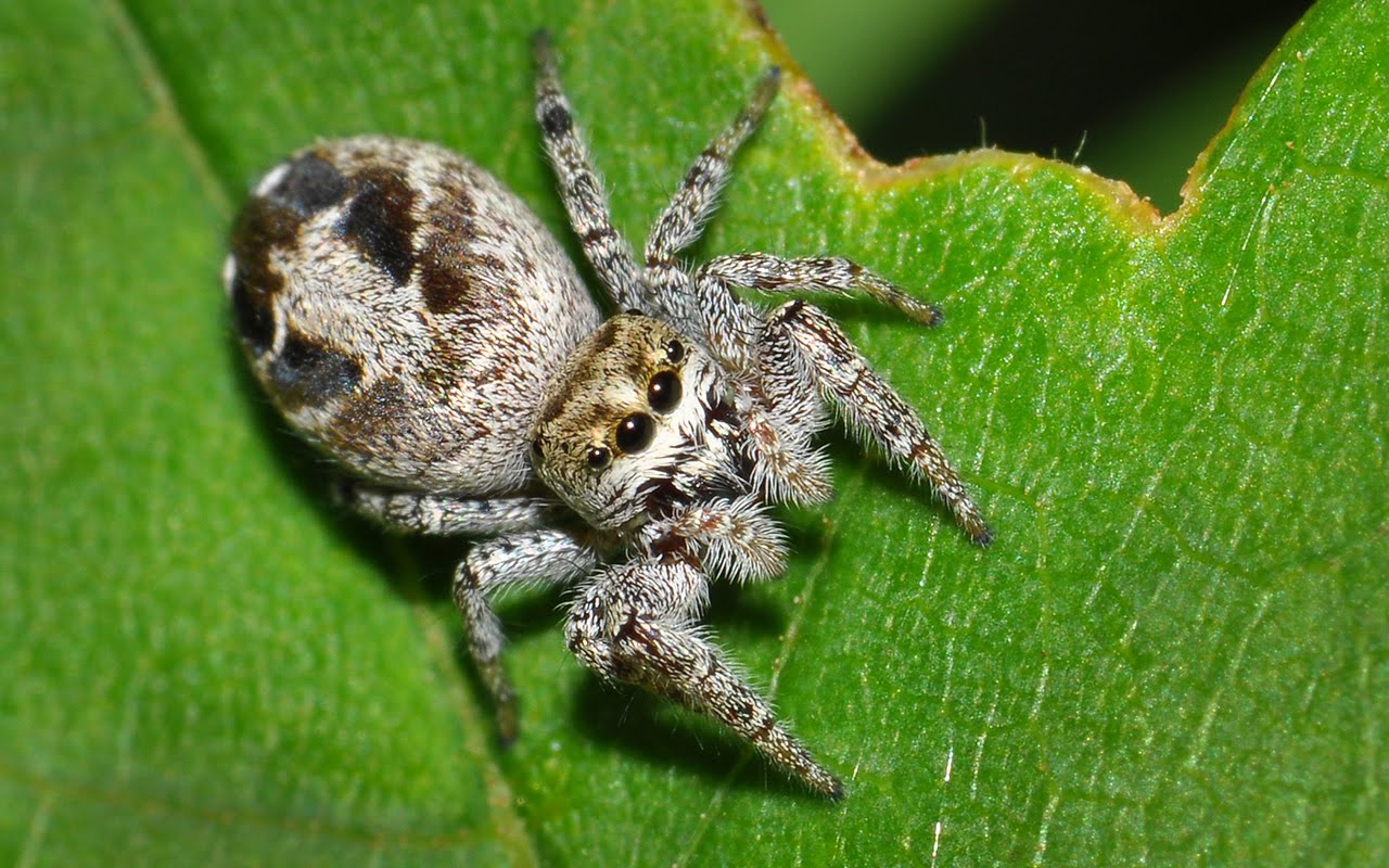 200 Birds Macro Flash a Homemade Diffuser