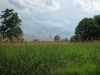 Meadow with trees and looming gray clouds in the background.
