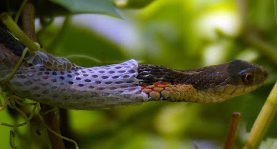 A snake shedding its skin