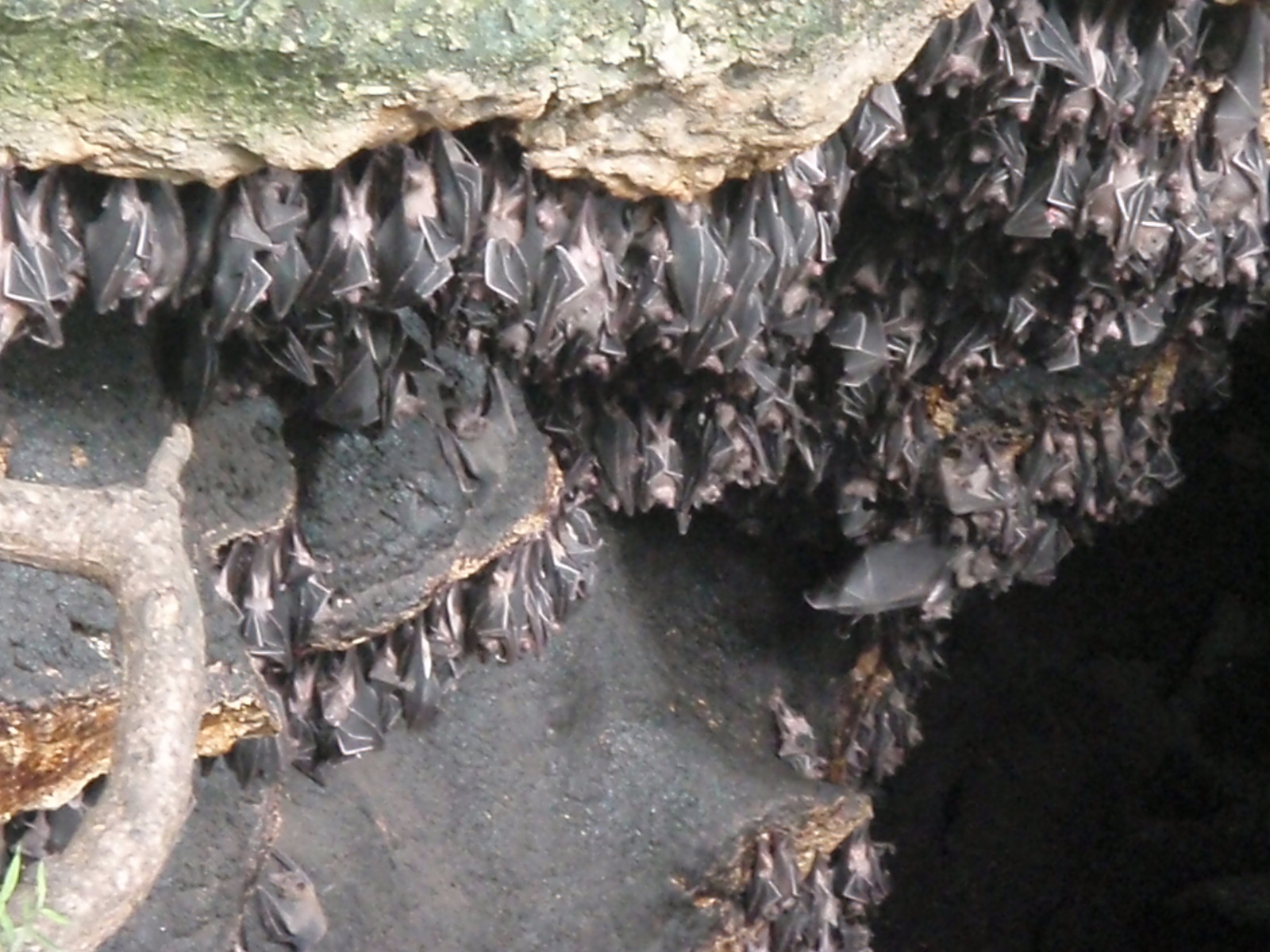 Monfort Bat Cave in Samal Island, Davao City Noelizm