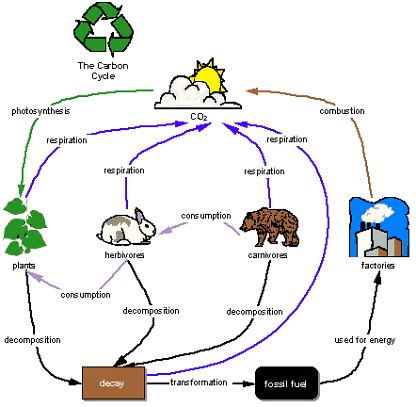 Carbon dioxide in organisms and ecosystems essay   scribd
