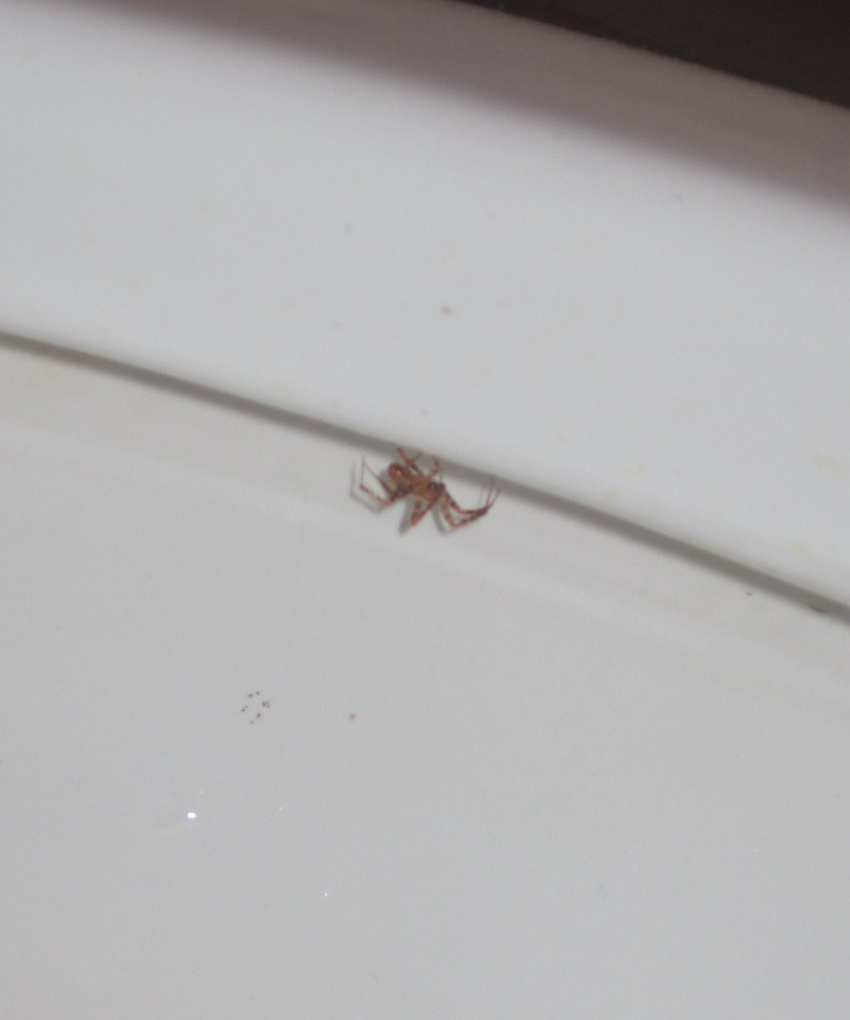 Spider Under Toilet Gif