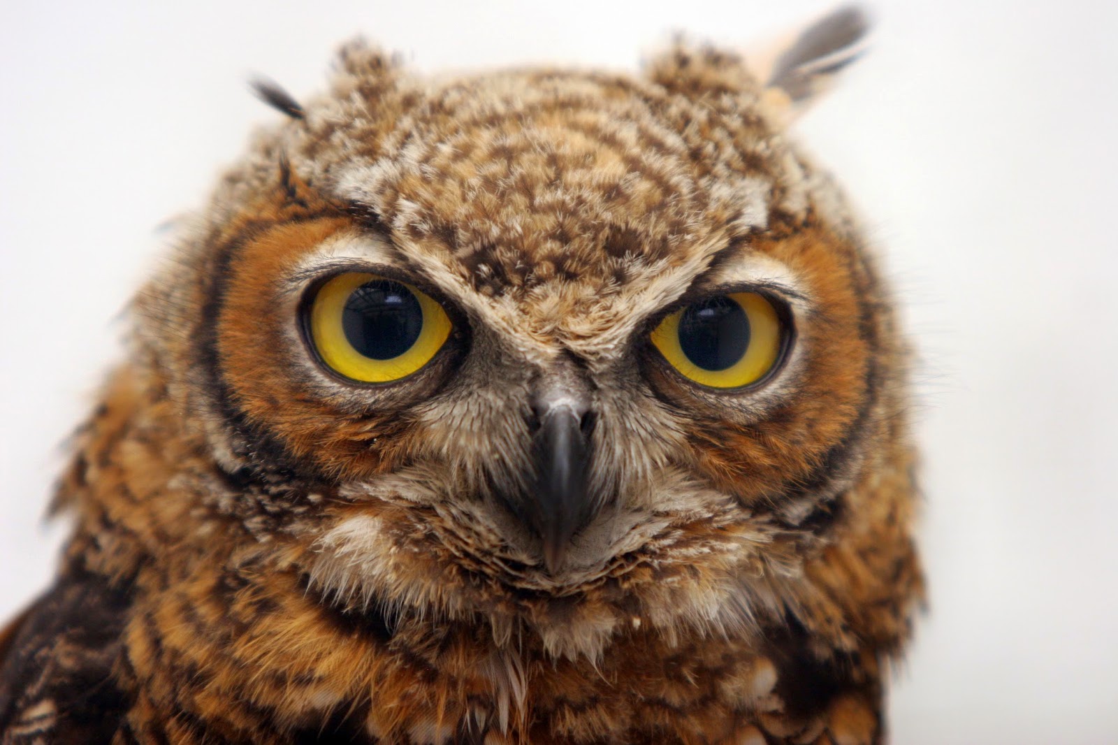 Busca Tepa al tecolotito llanero