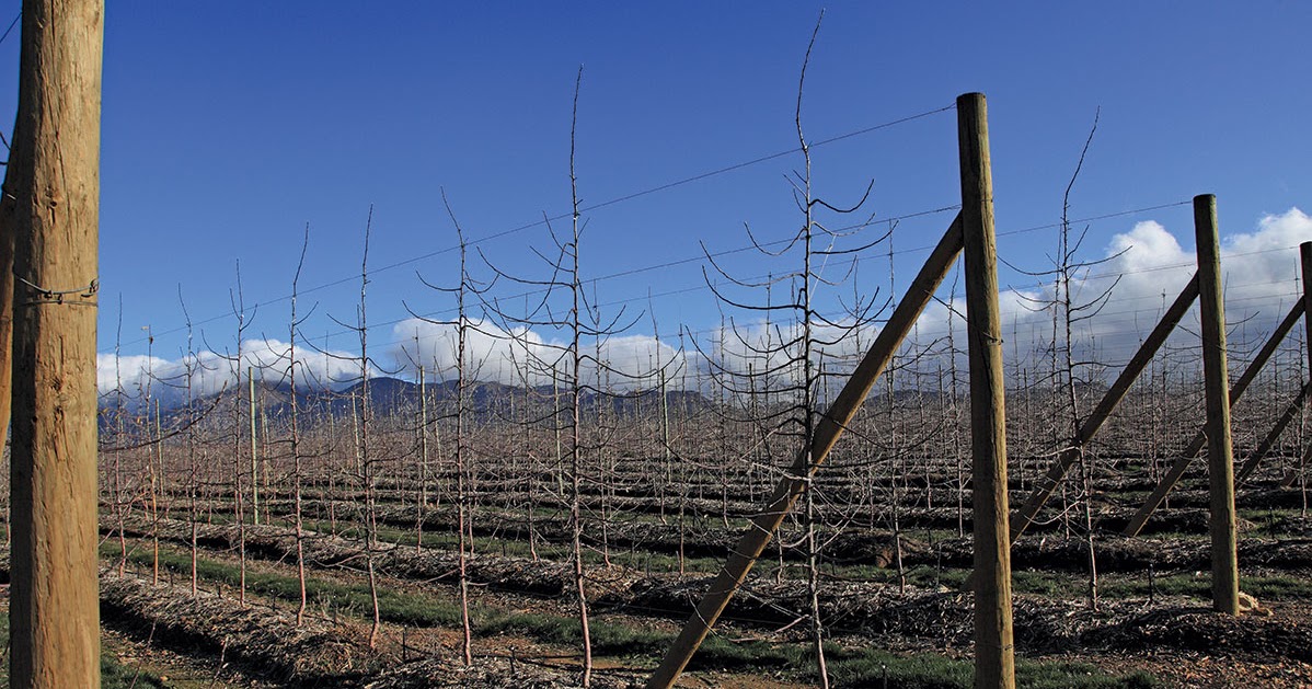 Best fresh Mejor fresco! A robust trellis reduces labour and