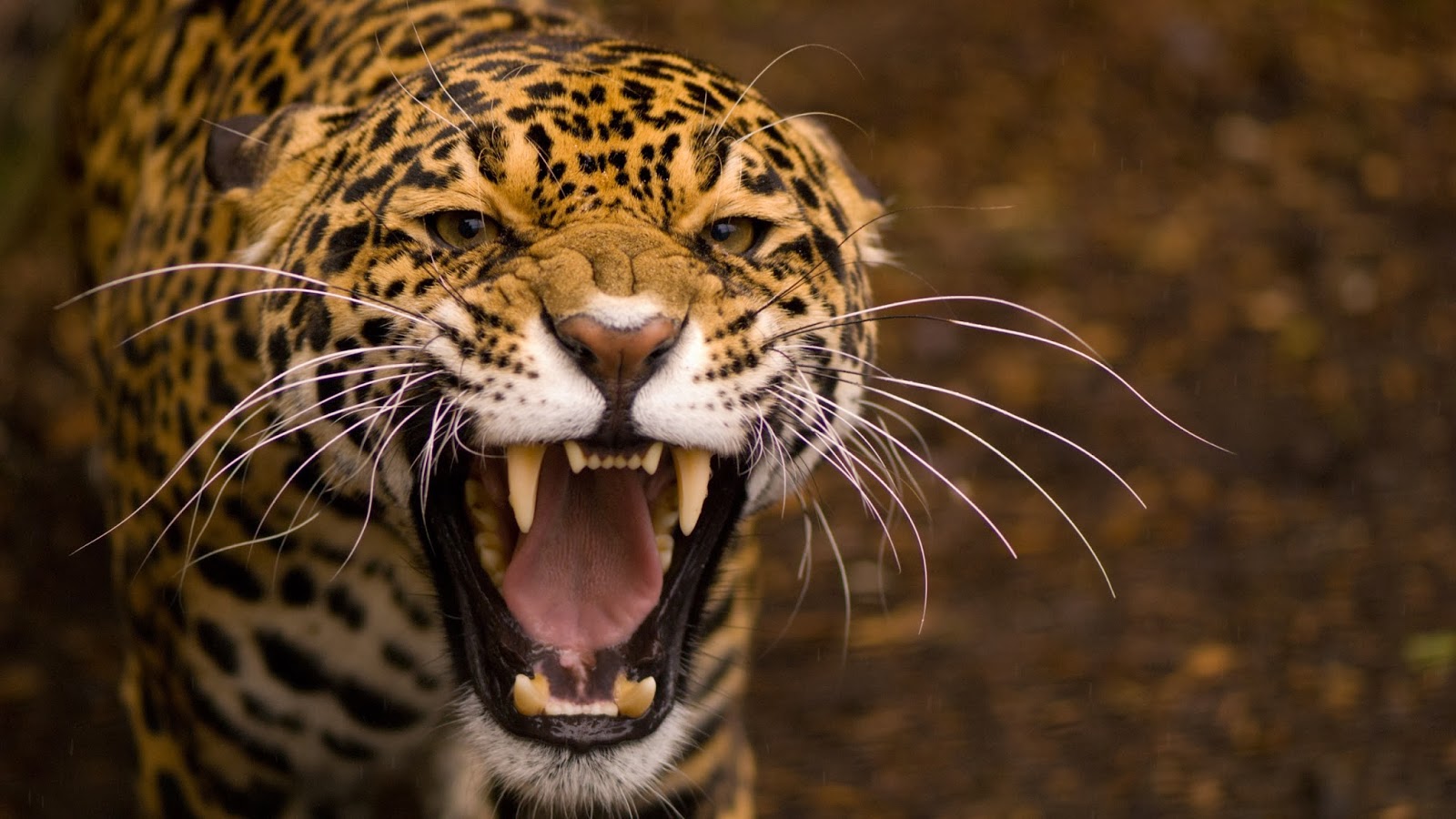 Jaguar Roar