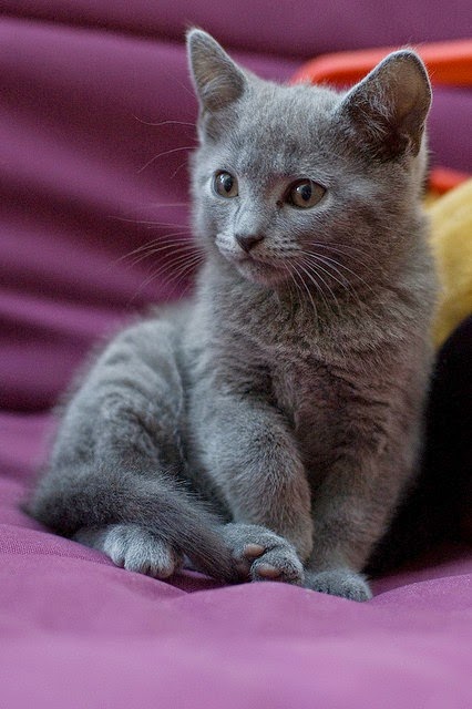 Top 5 Most Expensive Cat Breeds