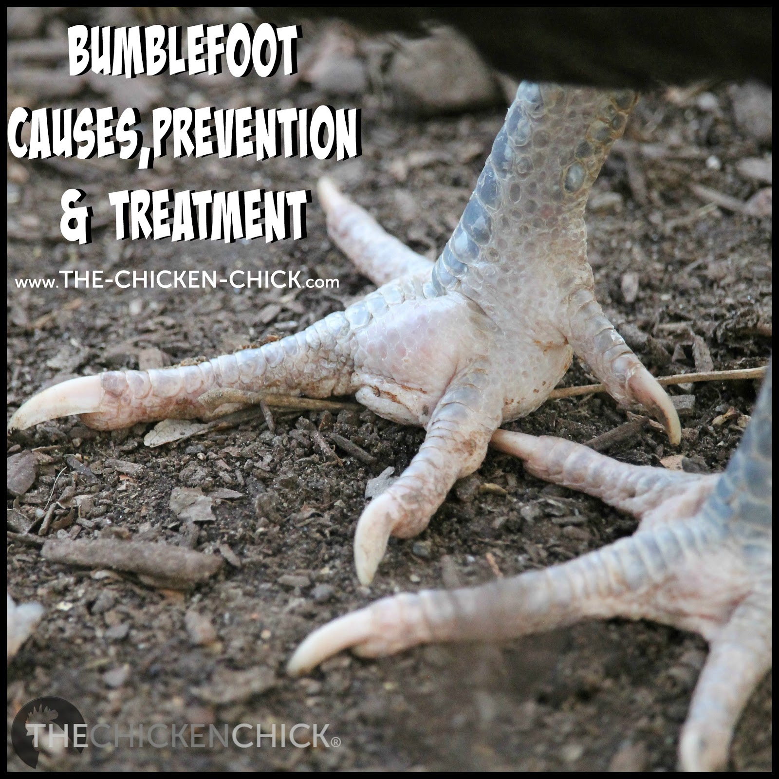 Chicken Checkup DIY Physical Exam The Chicken Chick®