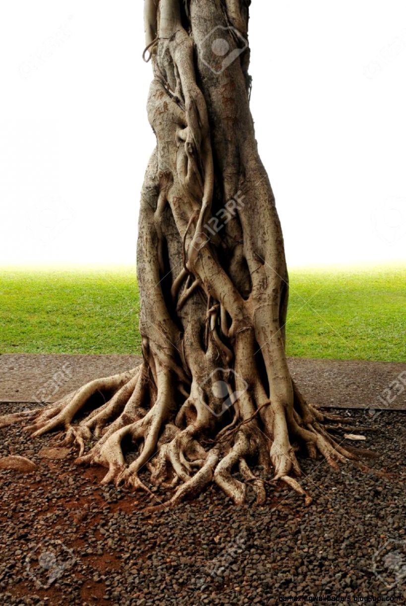 Closeup Of Banyan Tree Trunk Roots With Carvings Stock Photo Closeup Of Banyan Tree Trunk Roots With Carvings Stock Photo