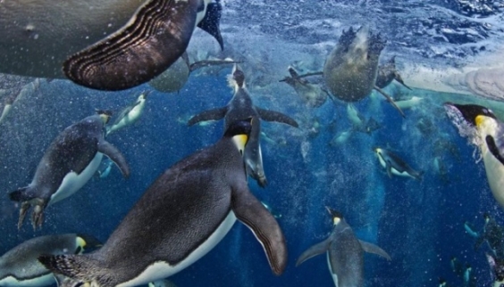 Concurso premia melhores fotógrafos de vida selvagem 1 1 Animais.jpg