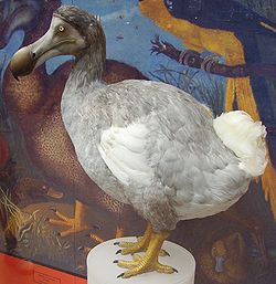 Doo Doo Bird