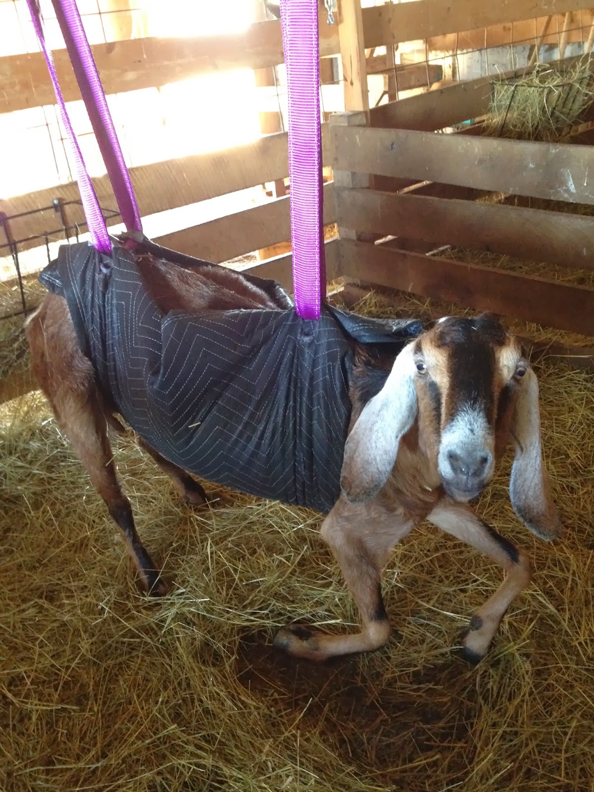 Make Your Own Goat Sling Chickenmash Farm