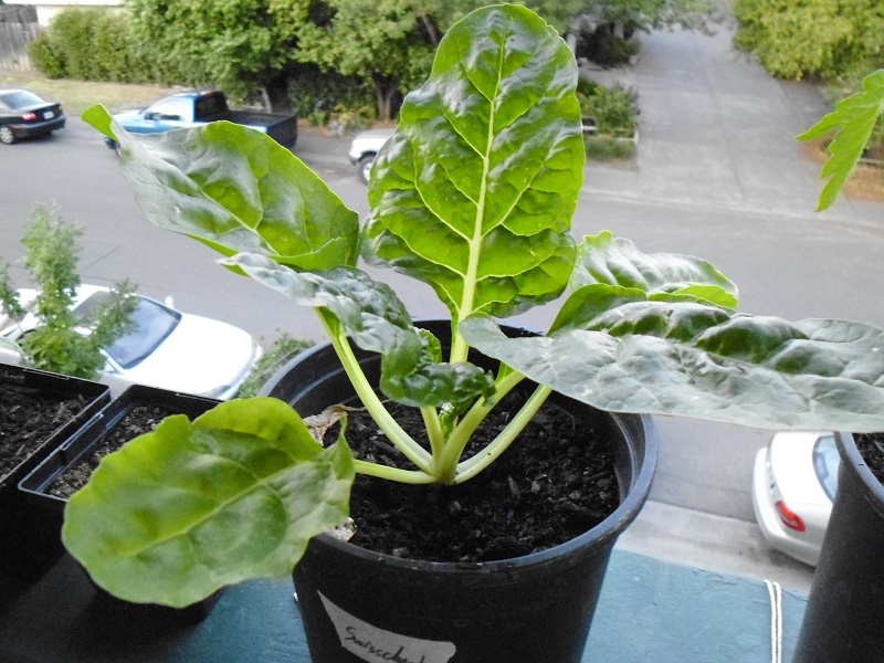 7 Vegetables that can grow well in 1 gallon containers | Greens and