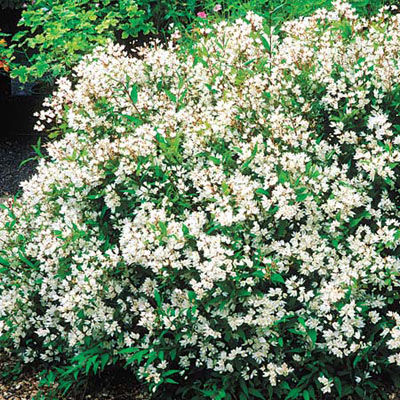 Garden Sense May 2011