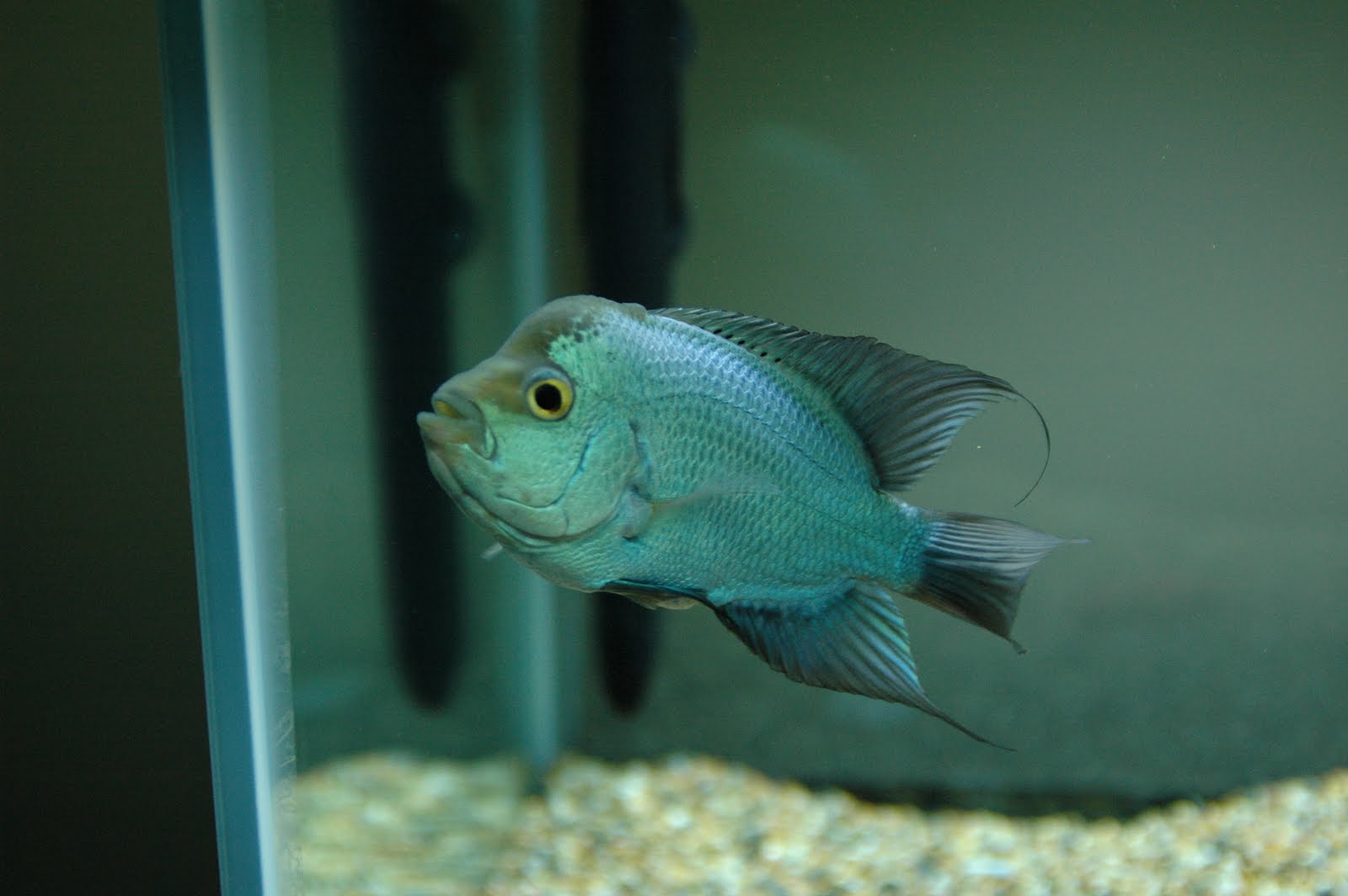 Flowerhorn The Hybrid Cichlids: Thaisilk Flowerhorn