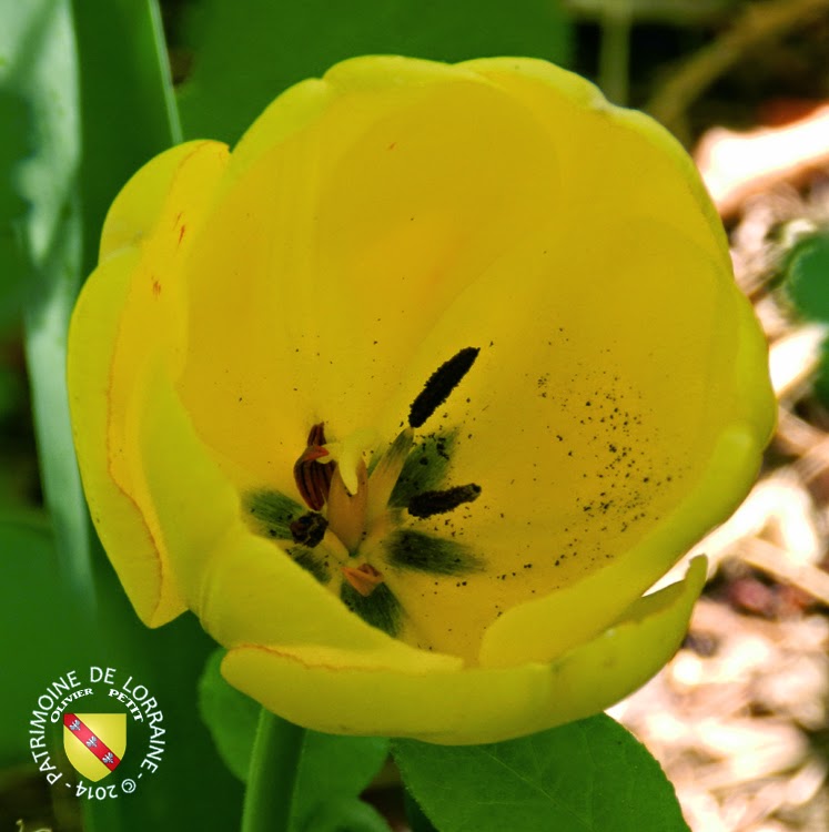 VILLERS-LES-NANCY (54) - Les tulipes du Jardin botanique du Montet