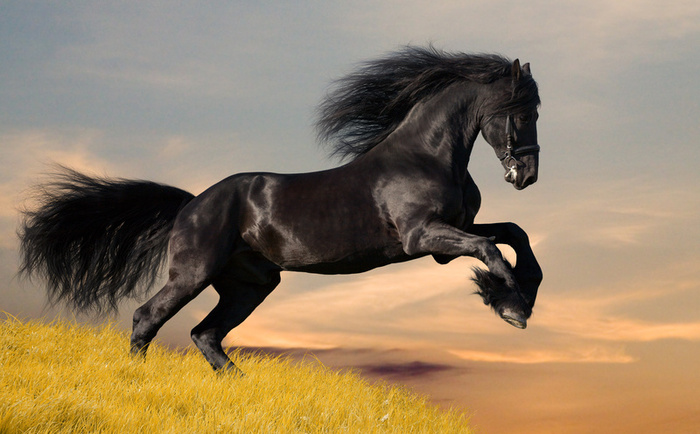 Was today to be our day my friend? [R] [Forcer Stallion(s) Wanted!!] Black+Horse