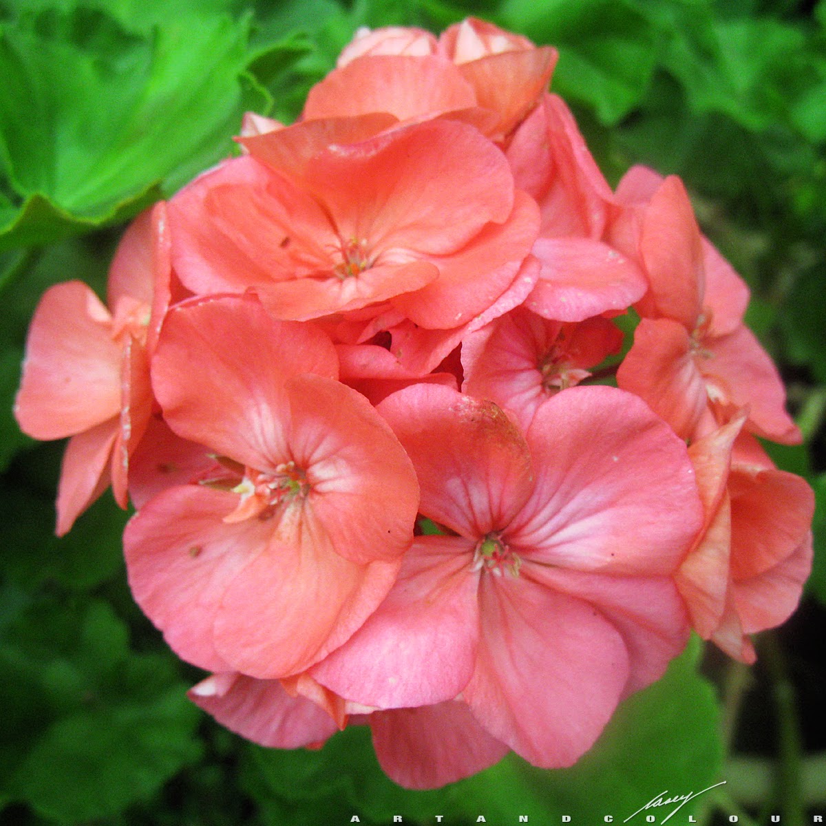 casey/artandcolour June 2014