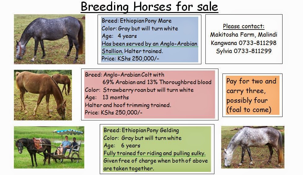 Makitosha Farm Horses for sale