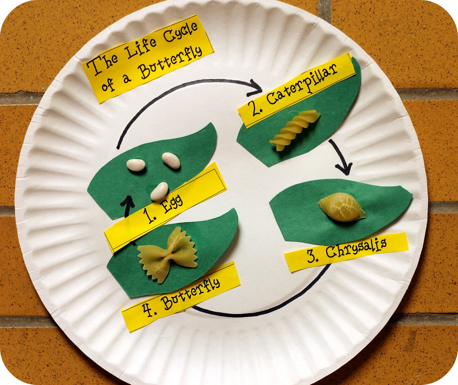 life cycle of a butterfly my friends that teach lower elementary