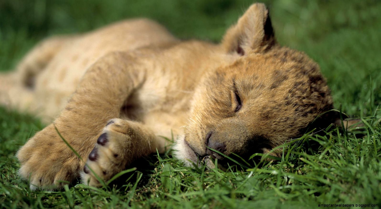 Lion cubs images cute lion cubs HD wallpaper and background photos Lion cubs images cute lion cubs HD wallpaper and background photos