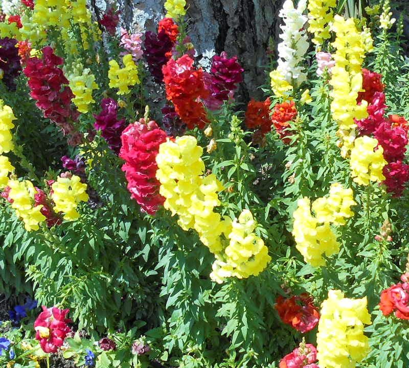 lois ehlert flowers lois ehlert flowers