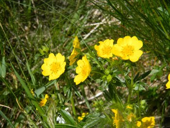 Potentilla grandiflora (Potentilla a fiori grandi)