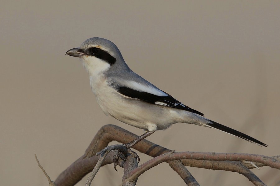 Southern Grey Shrike